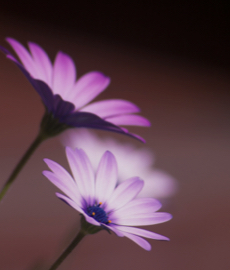 ¿Se puede amar a dos personas a la vez?