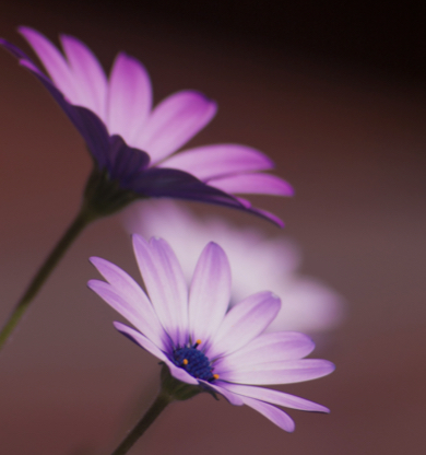 ¿Se puede amar a dos personas a la vez?