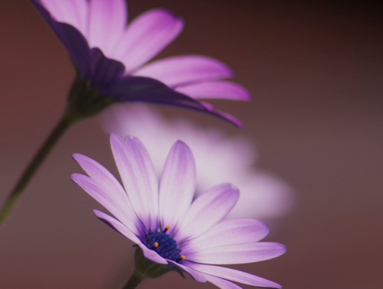 ¿Se puede amar a dos personas a la vez?